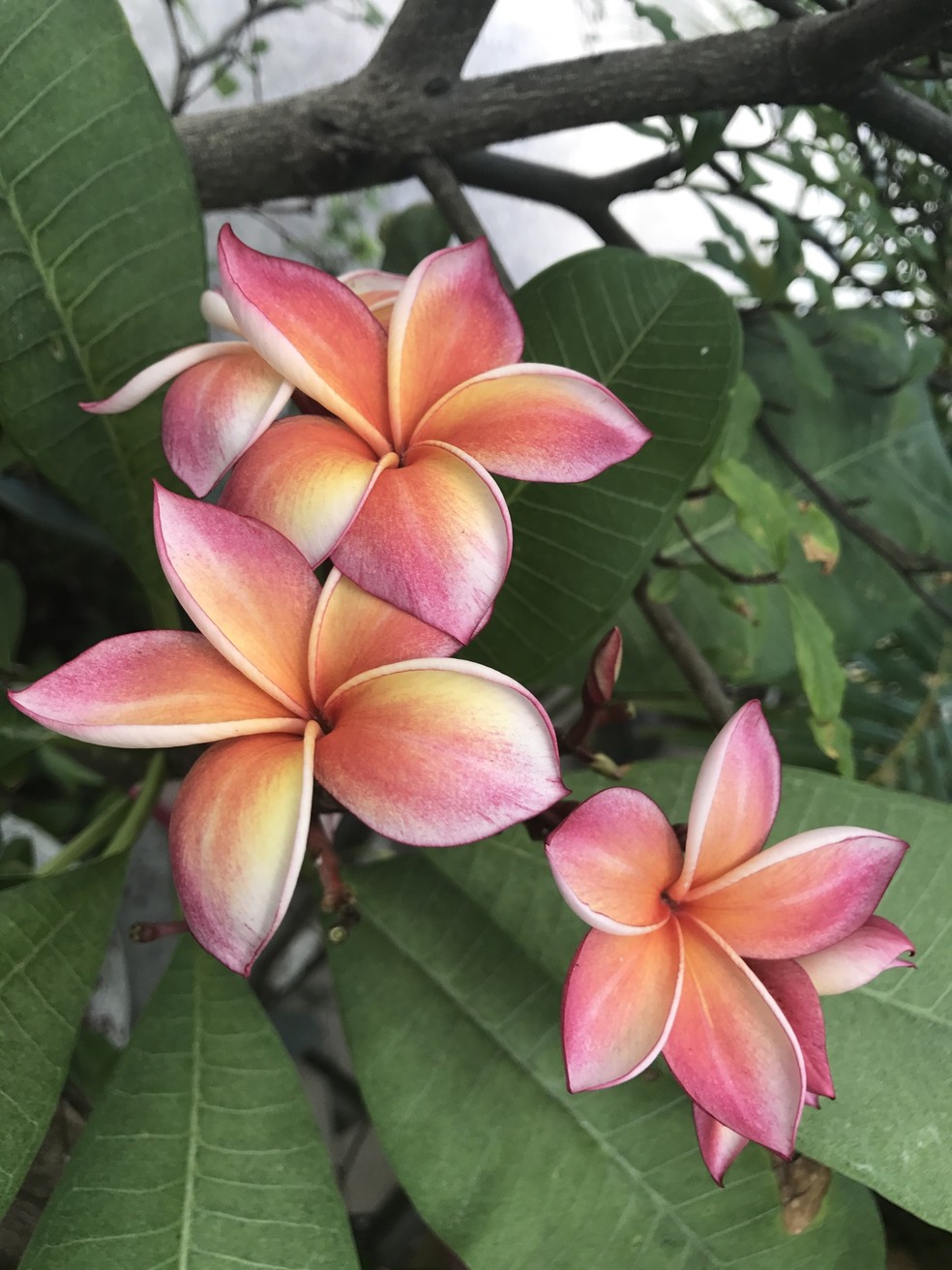 flores perfumadas para varanda