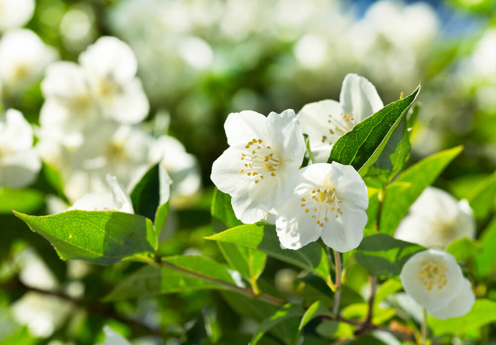 plantas aromáticas para jardim pequeno