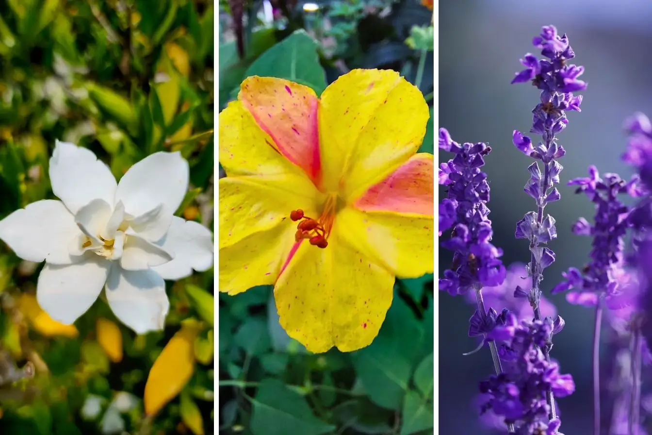 flores que perfumam à noite