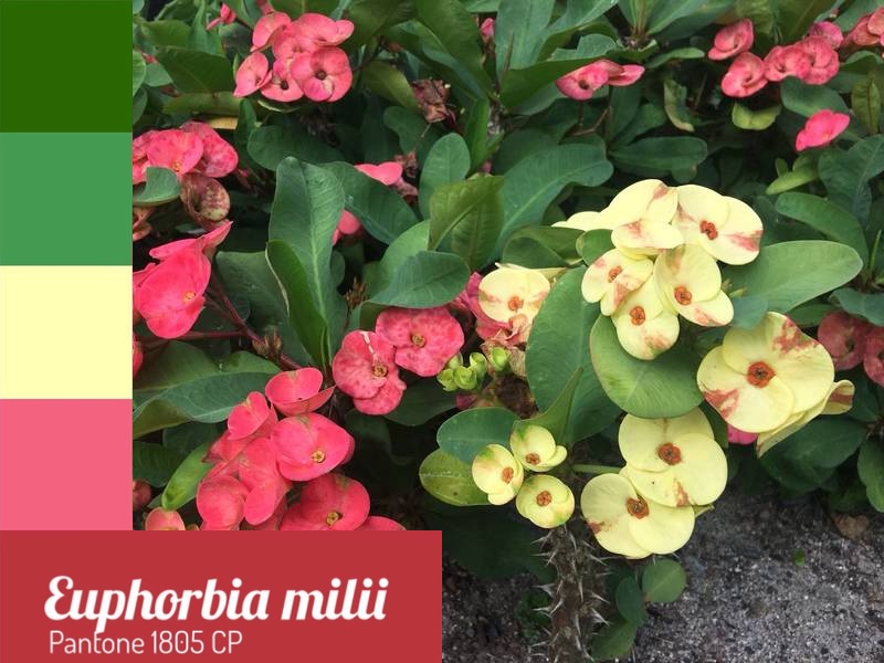 plantas ornamentais com espinhos