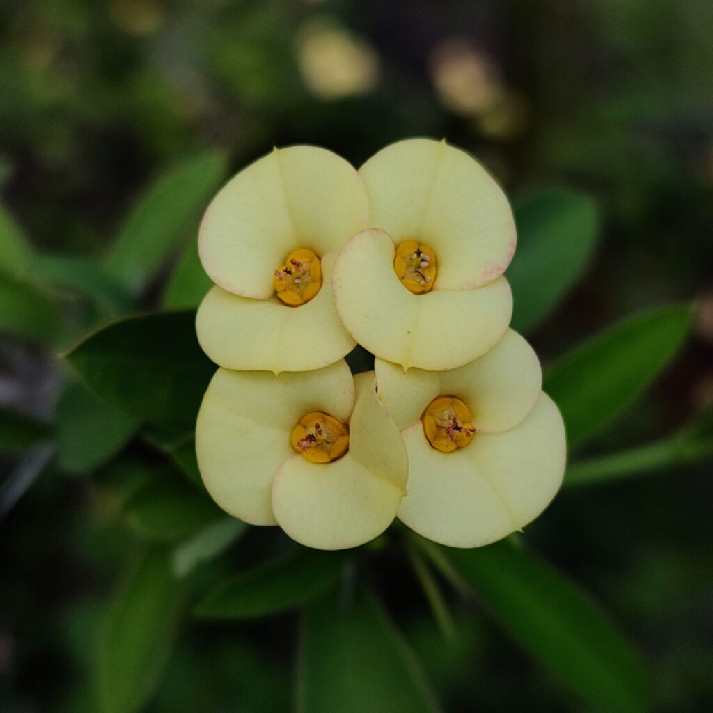 plantas de segurança com espinhos