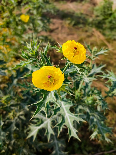 tipos de rosas com espinhos