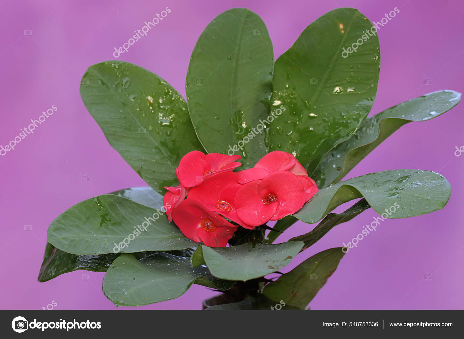 benefícios das flores com espinhos