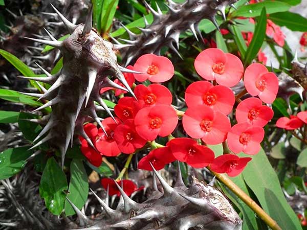 flores de proteção com espinhos