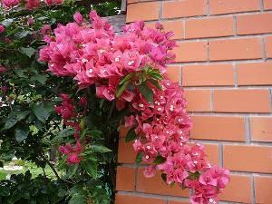 nomes de flores espinhosas