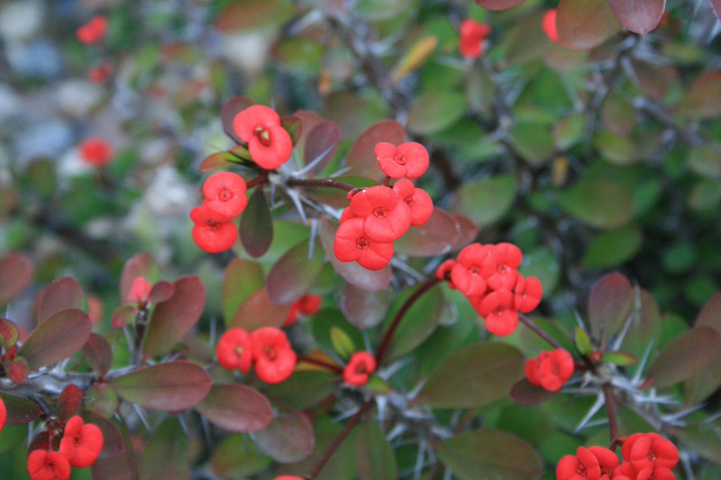 jardim com flores com espinhos