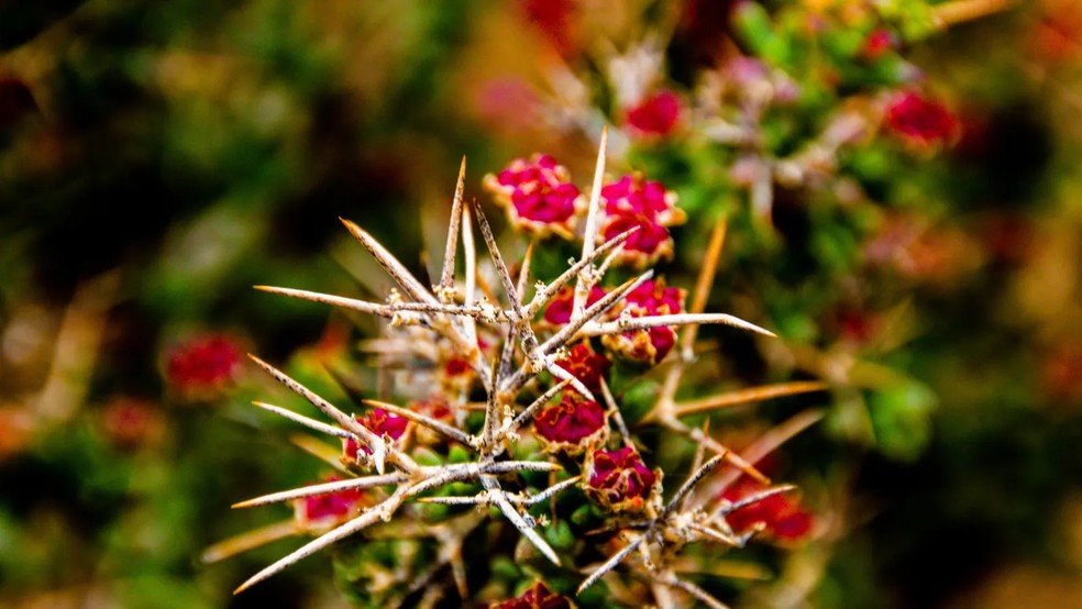 cerca viva de flores com espinhos
