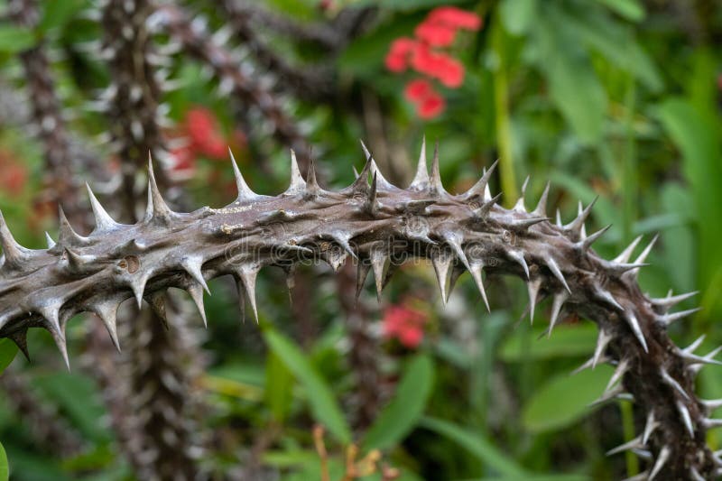cactos com flores e espinhos