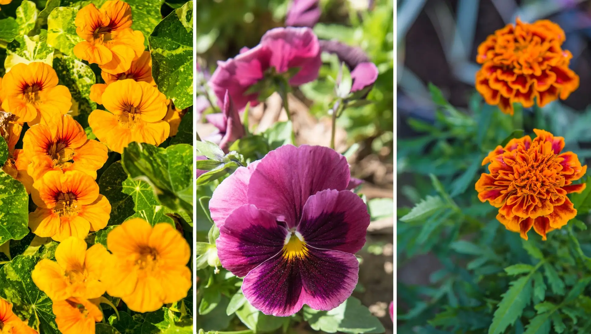 flores comestíveis para salada