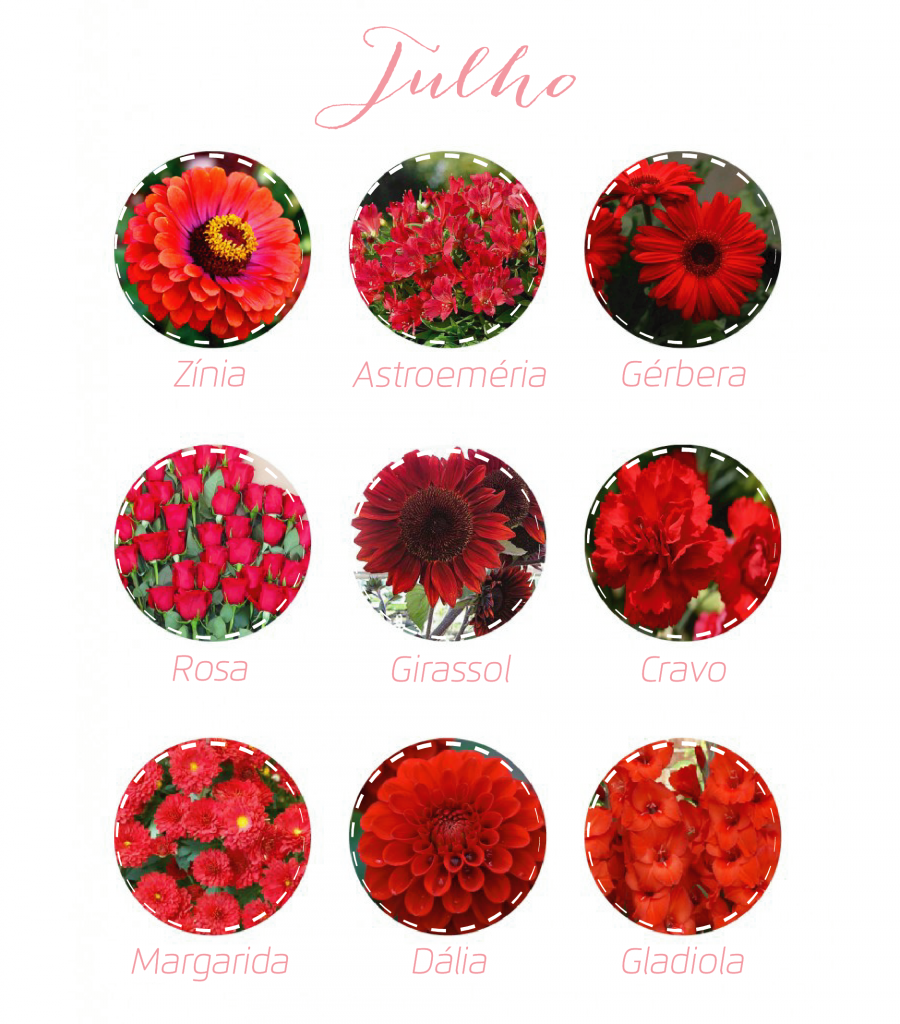 como plantar lavanda em agosto passo a passo