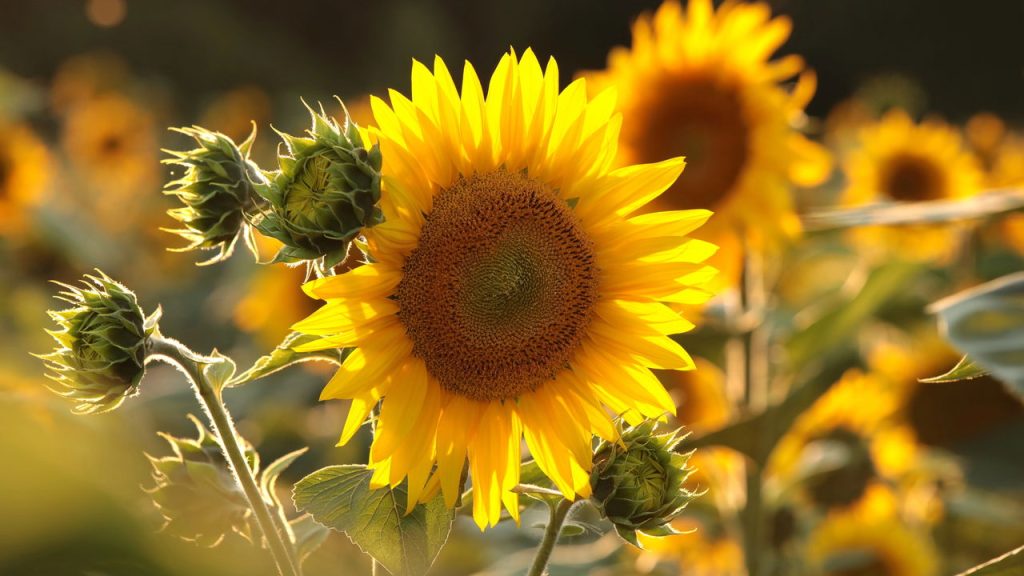 erros comuns ao cuidar de flores de agosto