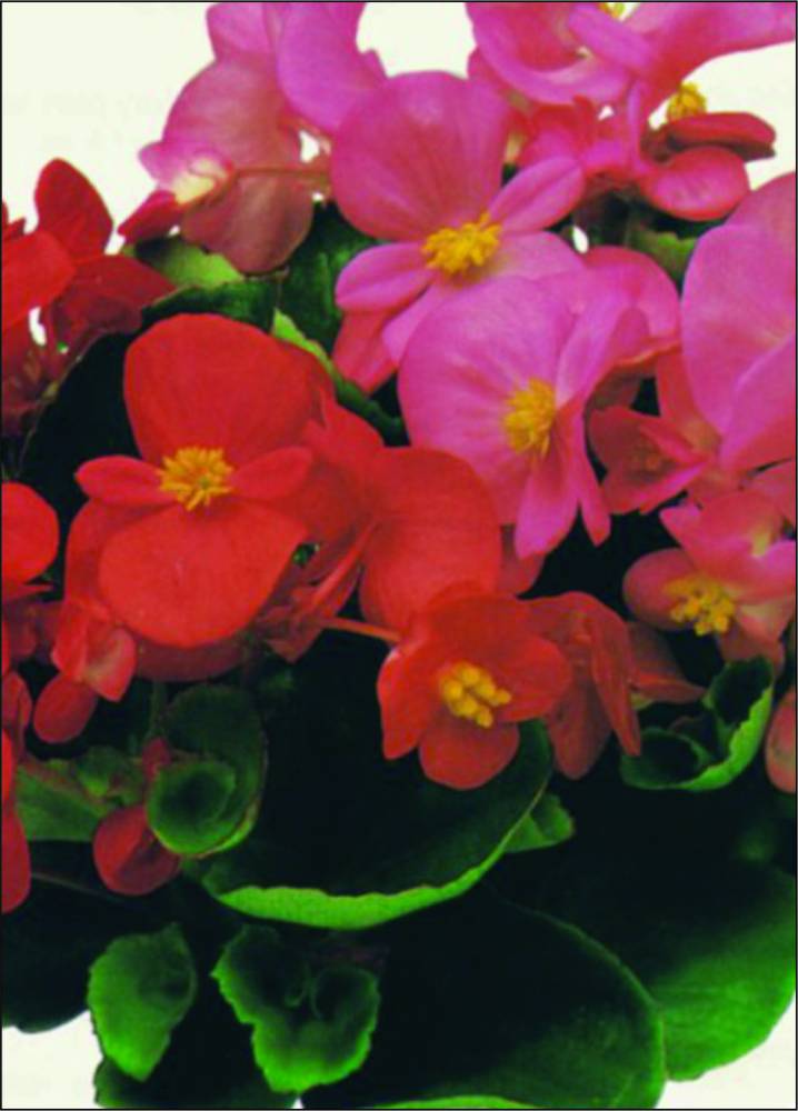 erros comuns ao cuidar de flores de agosto