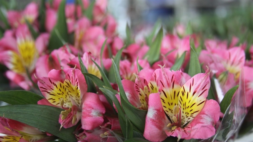 como plantar lavanda em agosto passo a passo