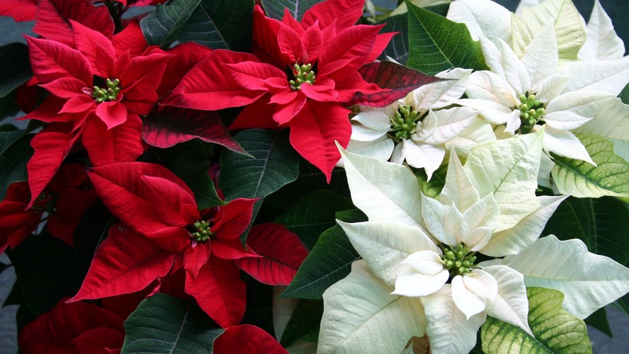 plantas de dezembro
