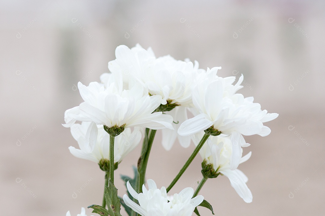 como fazer oferenda para Iemanjá