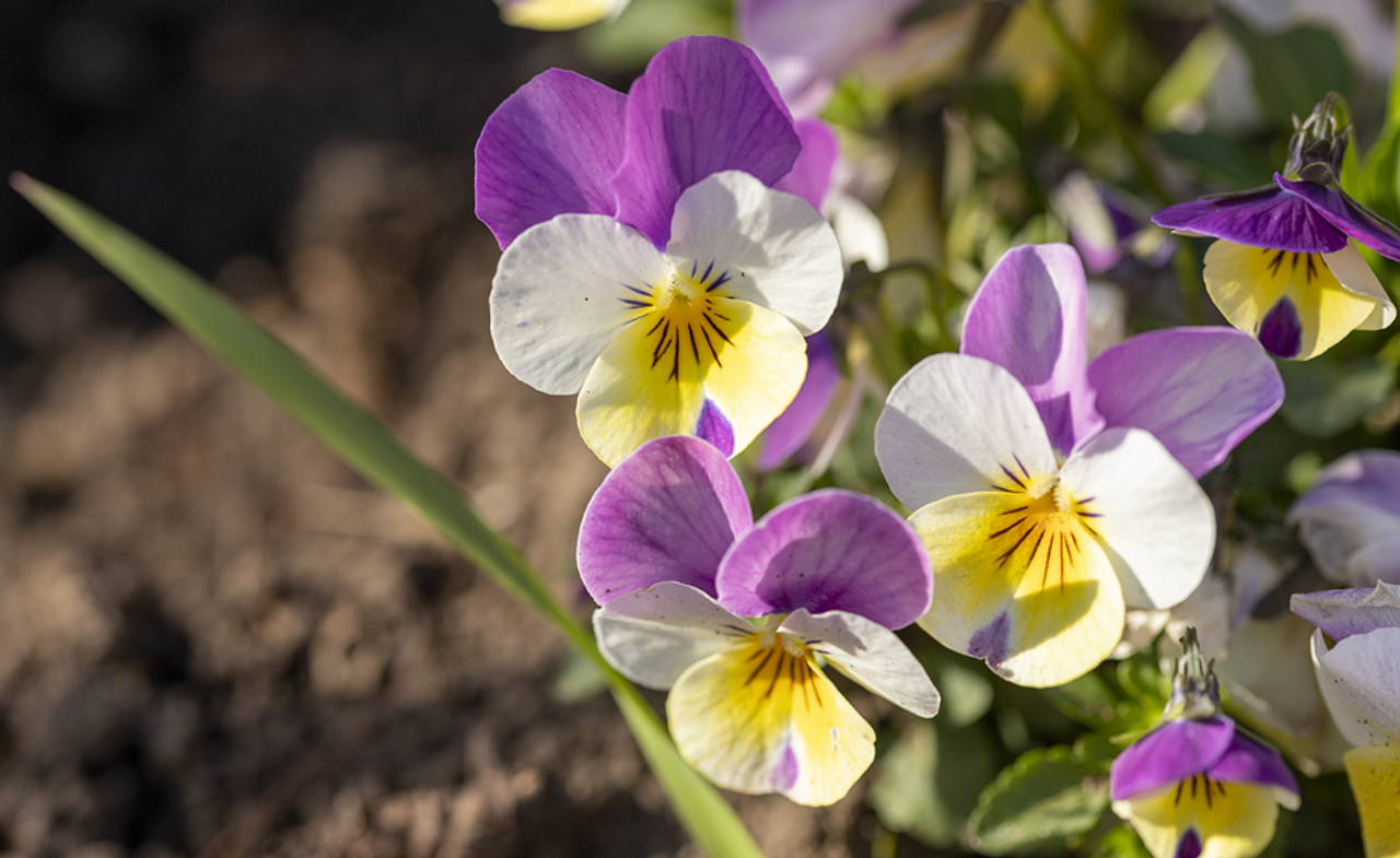 flores que florescem no inverno