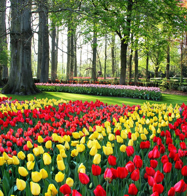 cultivo de flores no outono e inverno