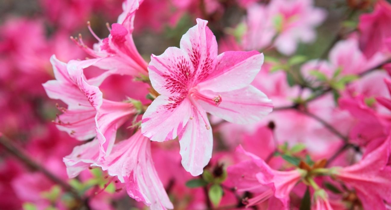 flores para plantar em julho