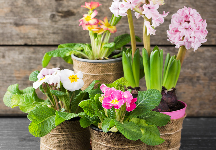plantas resistentes ao frio