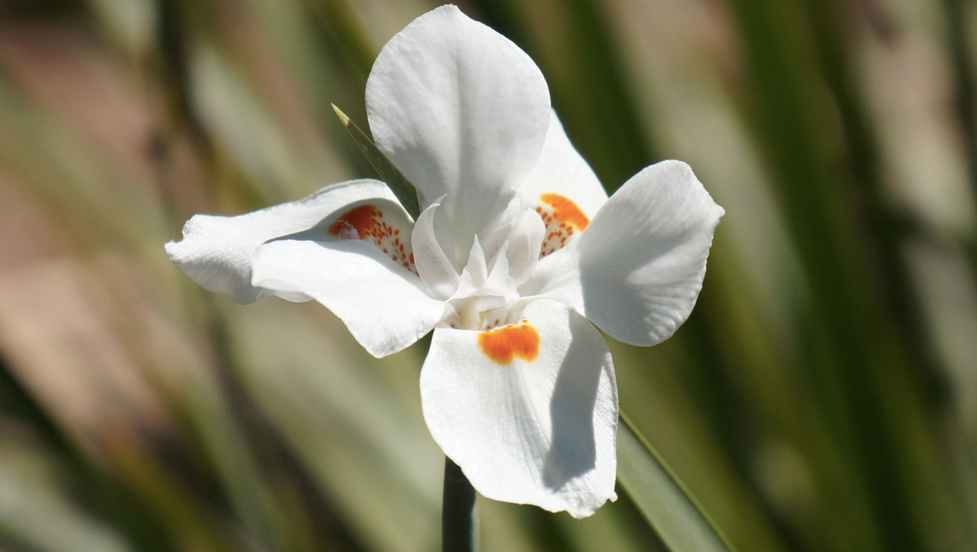 flores para vasos de inverno