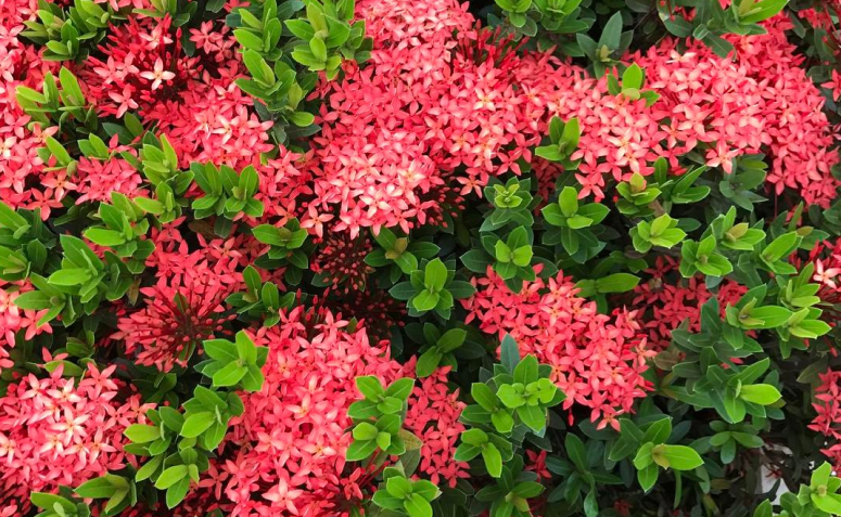 flores que florescem o ano todo