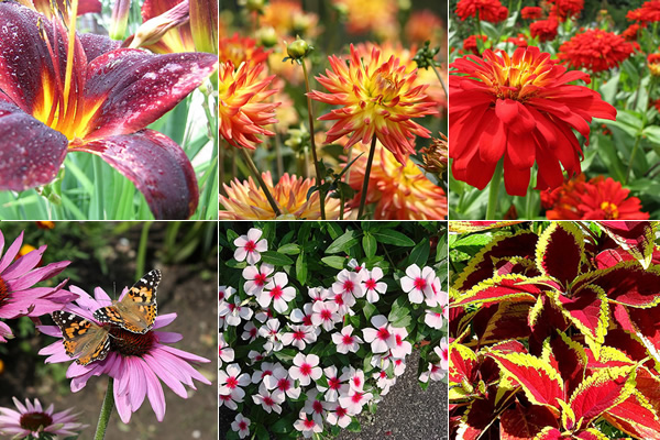 nomes de flores e seus significados