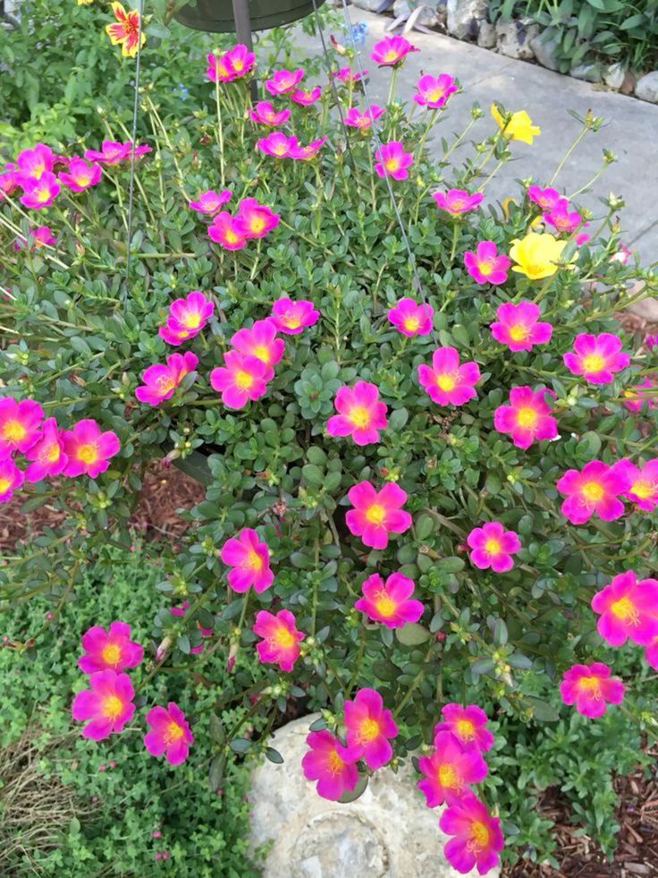 flores de baixa manutenção