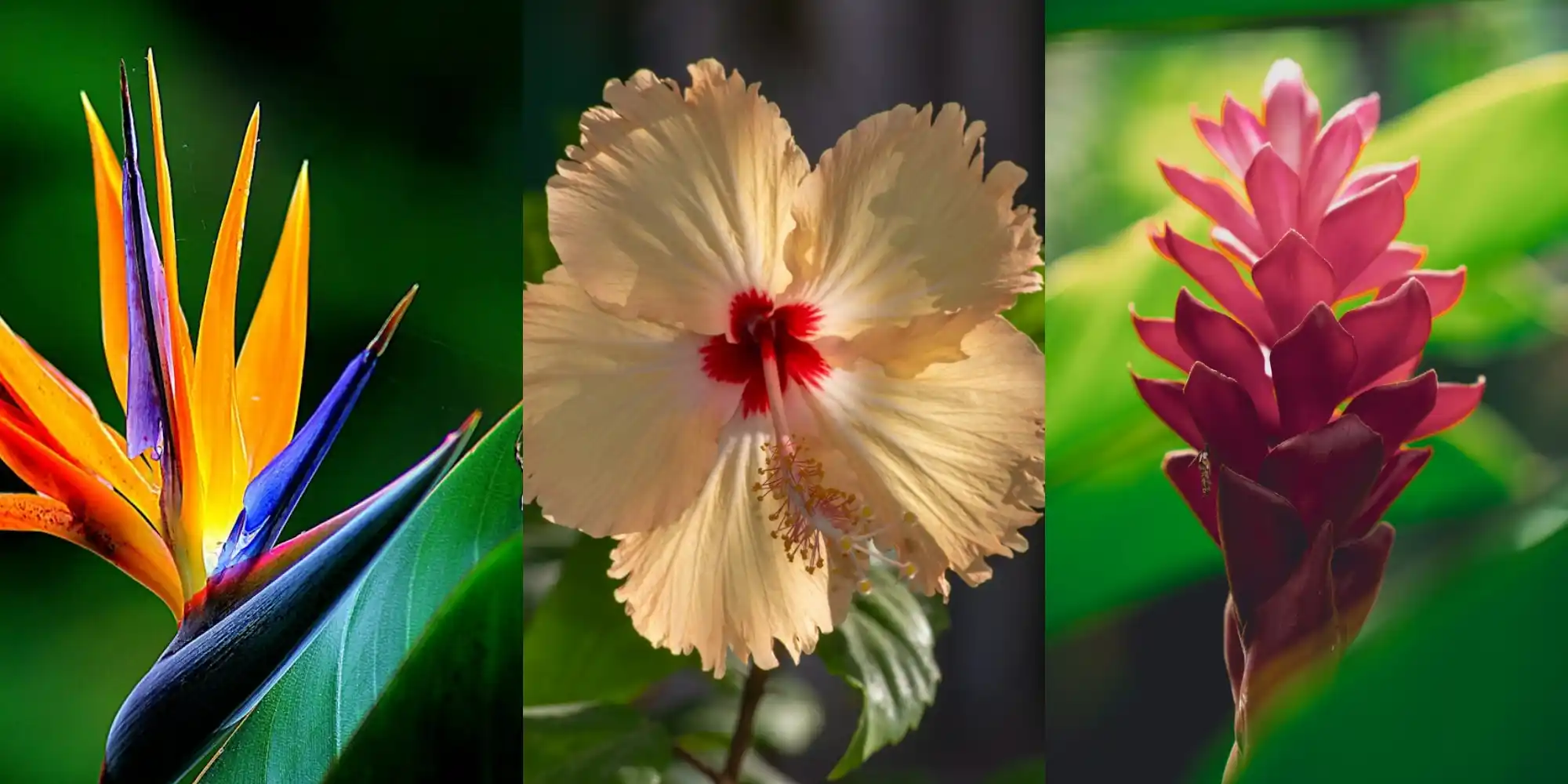 flores que florescem o ano todo