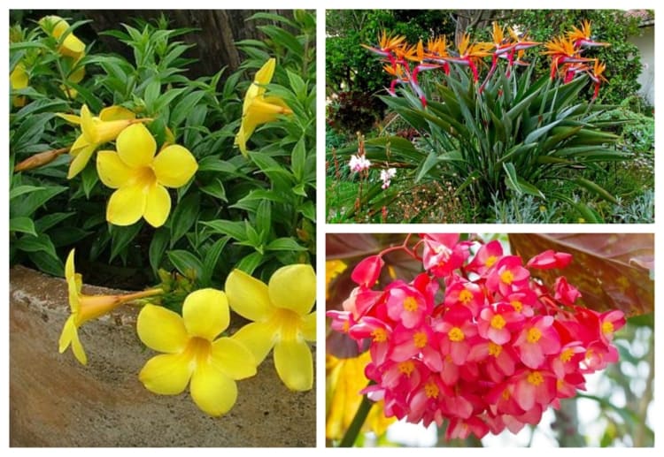flores clássicas de jardim