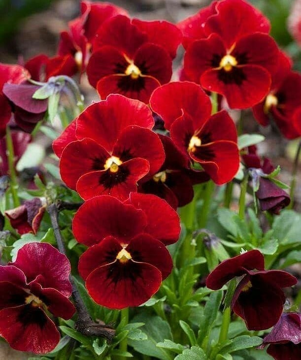 flores para vasos