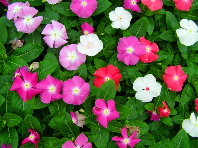 flores ornamentais