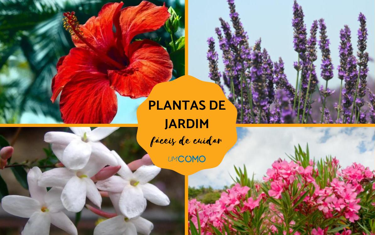 flores para canteiros