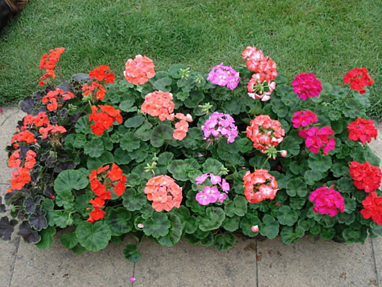 flores para sol pleno