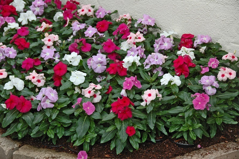 flores para canteiros