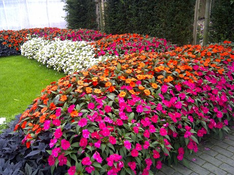 flores com perfume