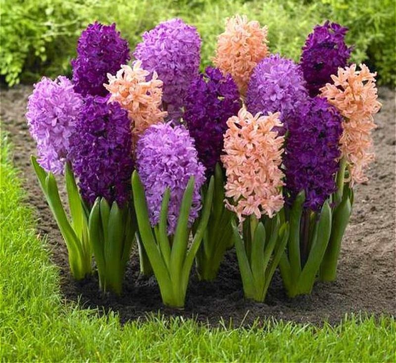 flores tropicais
