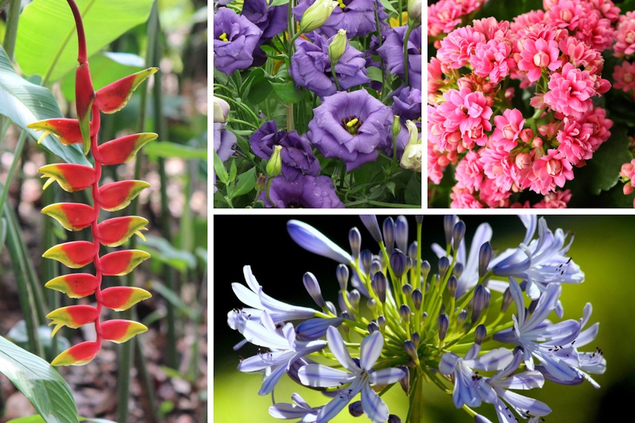 flores para plantar em novembro