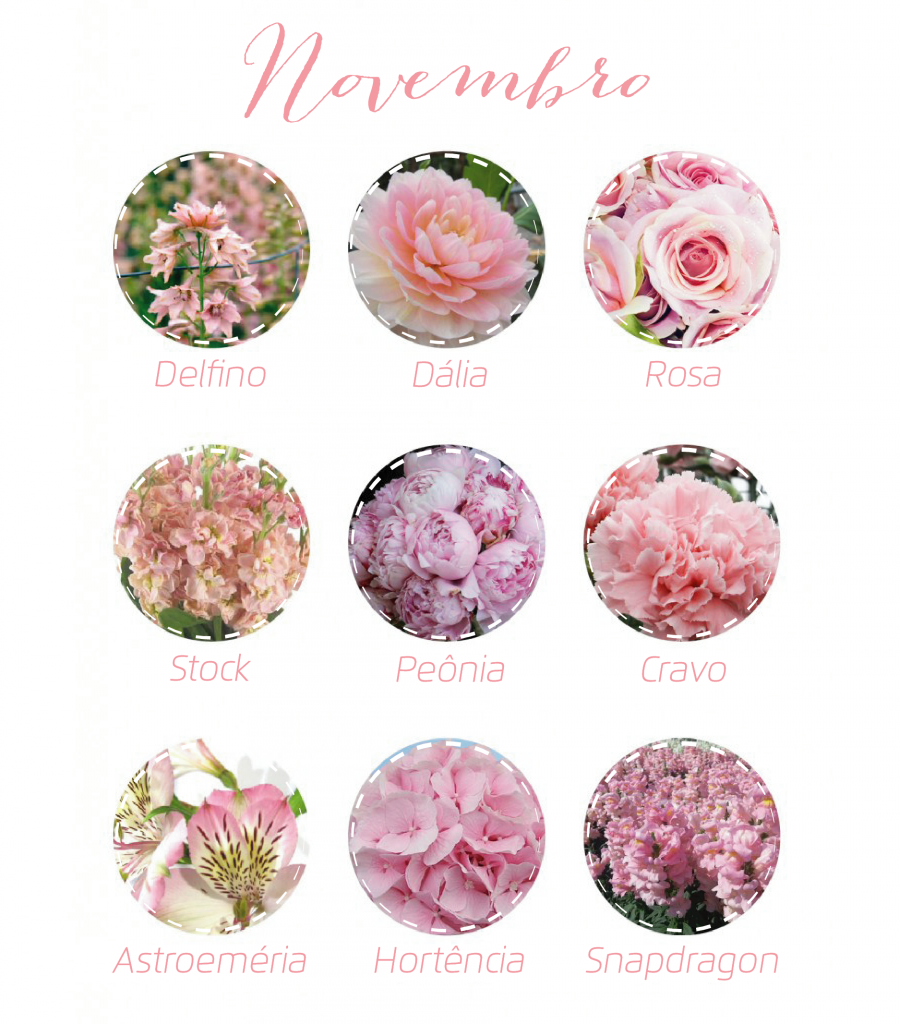 significado das flores de novembro