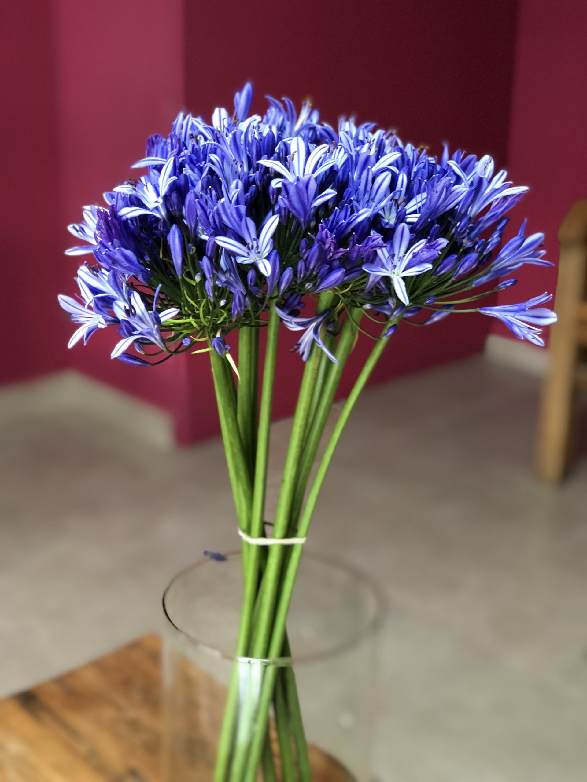 cuidados com flores de novembro