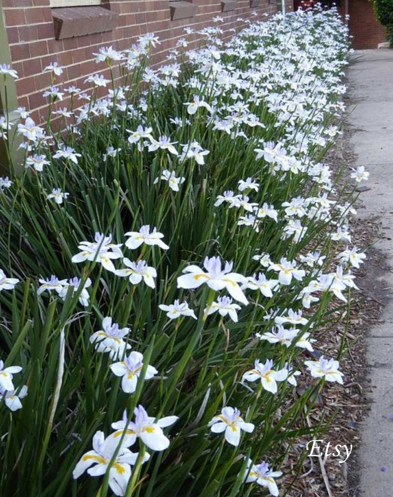 erros comuns ao plantar flores em sol pleno