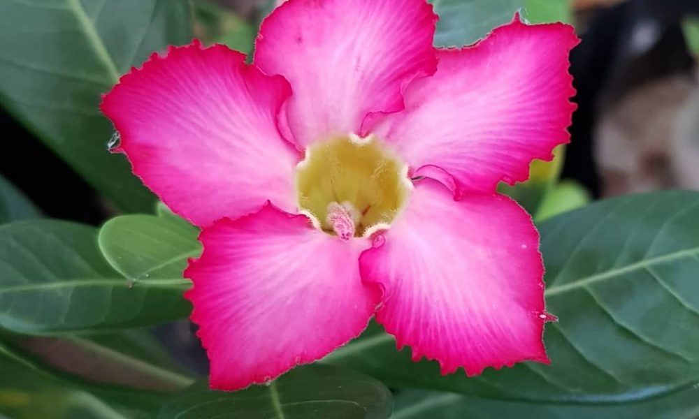 custo médio de flores resistentes ao sol