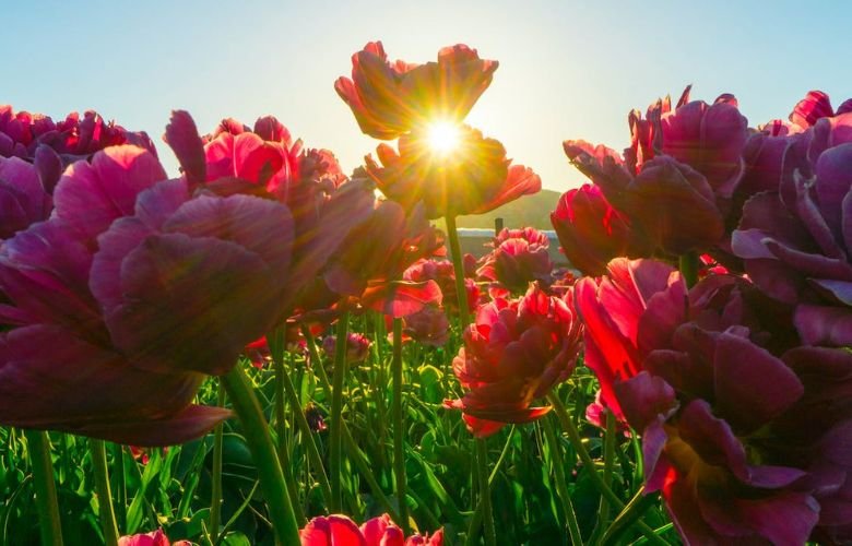 melhores flores para sol intenso e calor