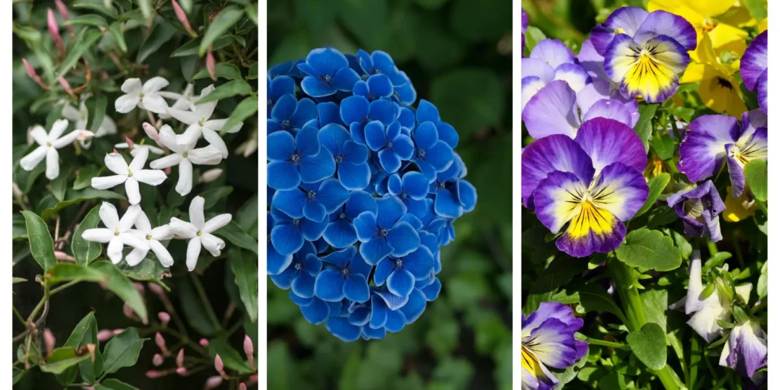 flores resistentes a geada