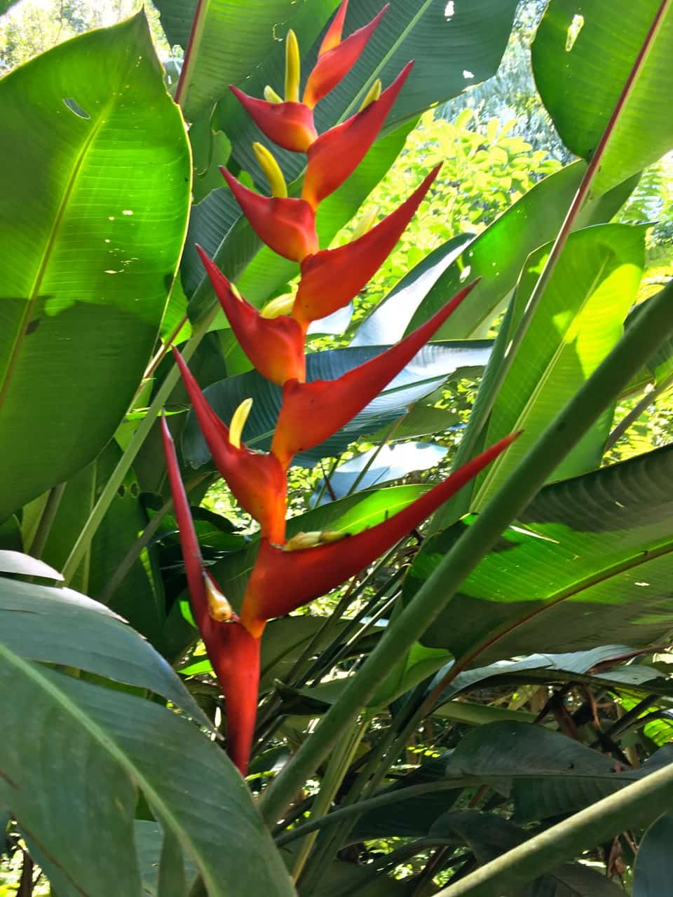 cores para o jardim no inverno