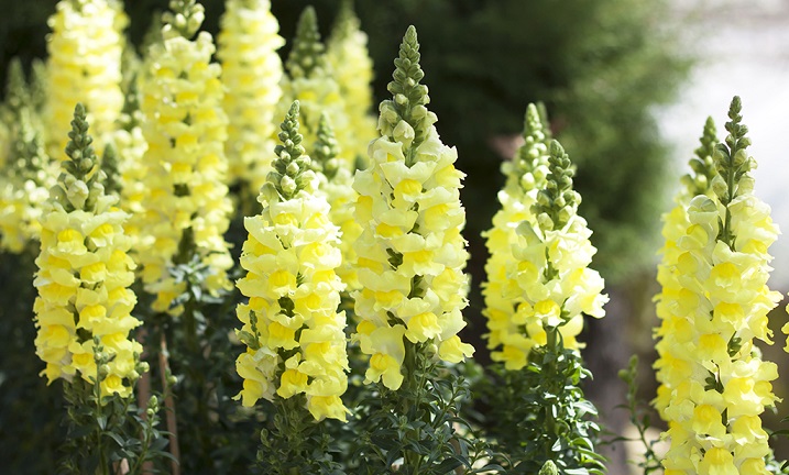 paisagismo inverno brasil