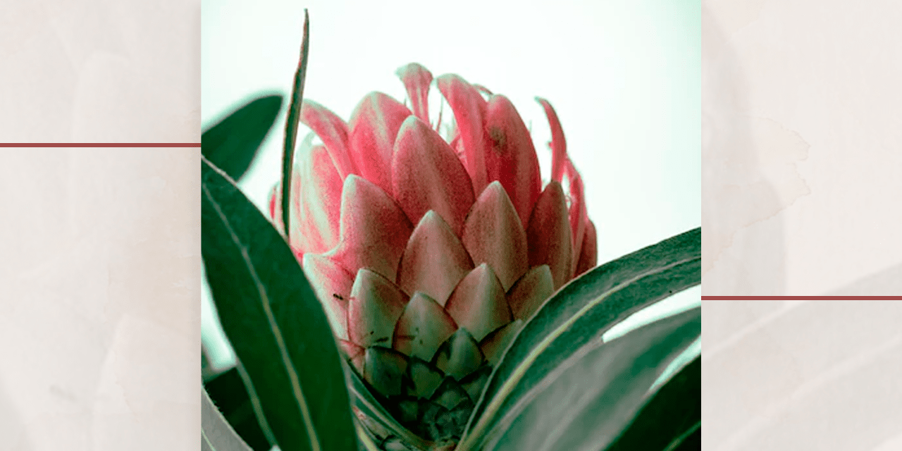 significado de flores exóticas