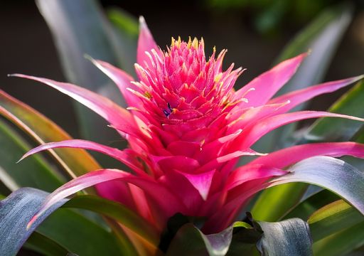 erros comuns ao cuidar de flores exóticas