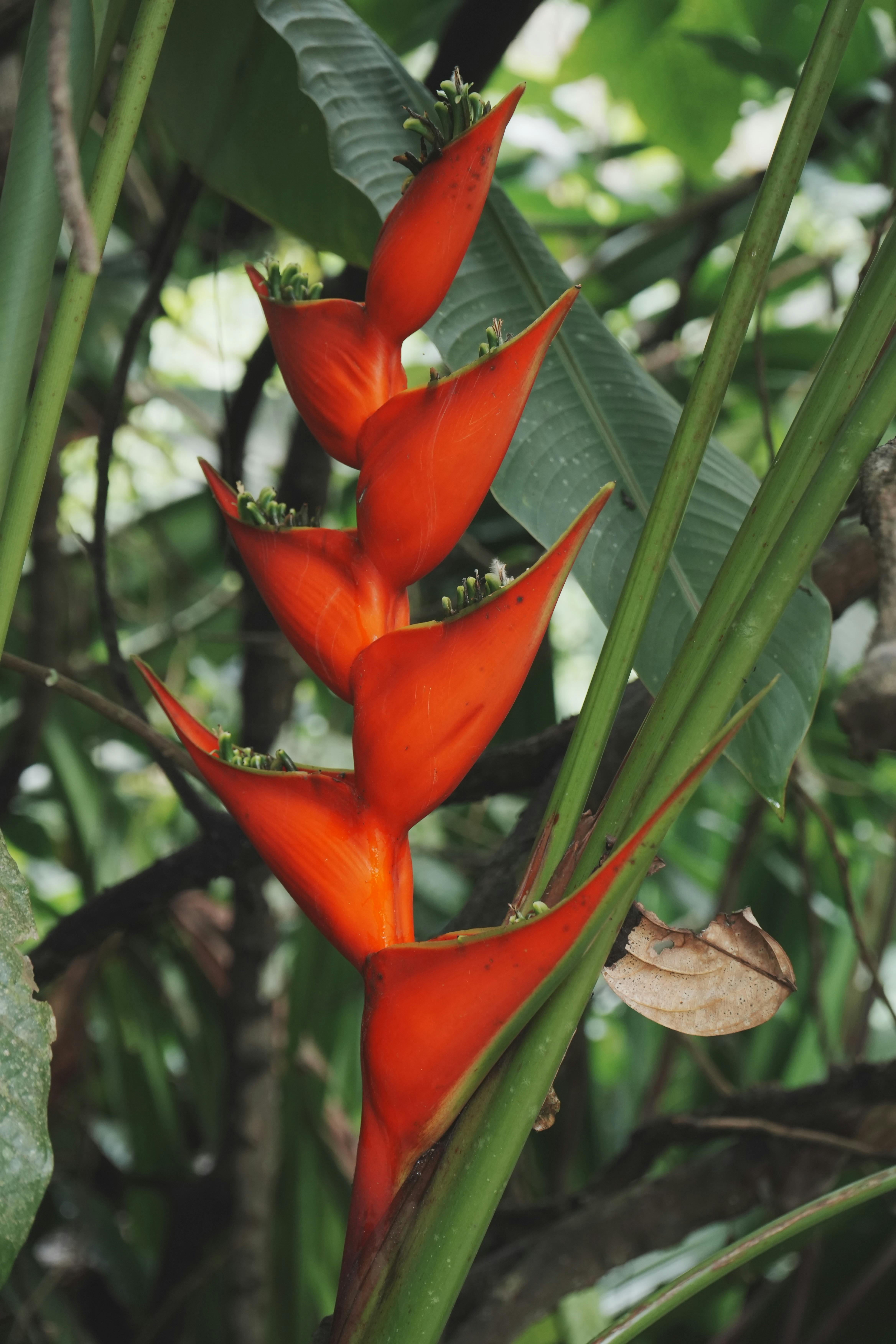 preço de flores exóticas raras