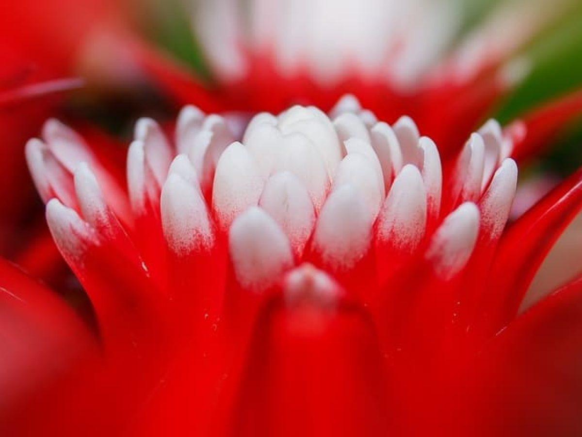 como cultivar orquídea macaco em casa