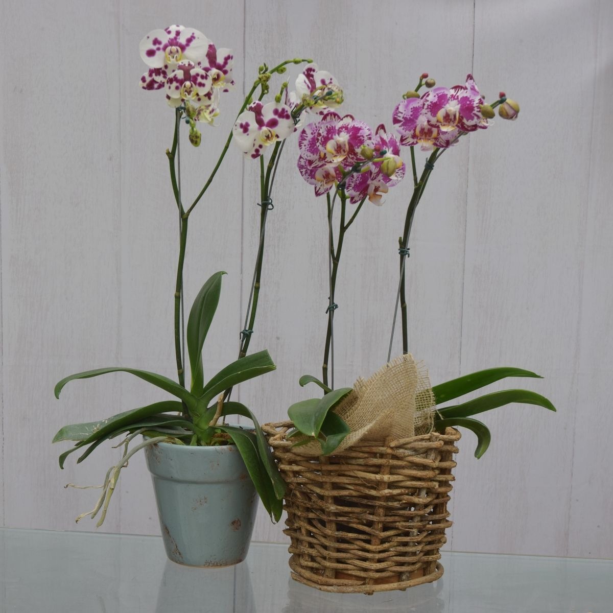 erros comuns ao cuidar de flores exóticas